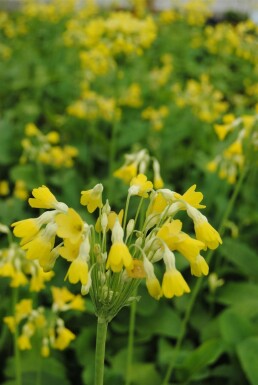 Sommer-Primel Primula florindae 5-10 Topf 9x9 cm (P9) Primula florindae
