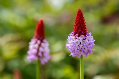 Orchideenprimel Primula vialii 10-15 Topf 2 ltr. (C2) Primula vialii