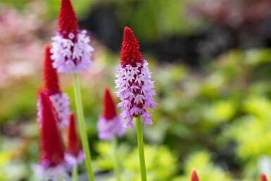 Orchideenprimel Primula vialii 5-10 Topf 9x9 cm (P9)