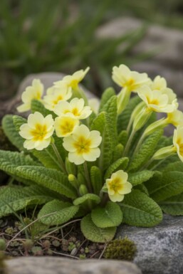 Kissen-Primel Primula vulgaris 5-10 Topf 9x9 cm (P9) Primula vulgaris