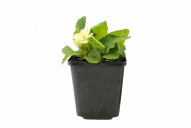 Kissen-Primel Primula vulgaris 5-10 Topf 9x9 cm (P9) Primula vulgaris