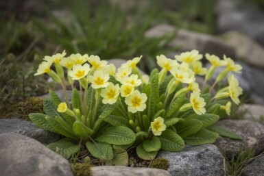 Kissen-Primel Primula vulgaris 5-10 Topf 9x9 cm (P9) Primula vulgaris