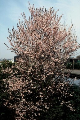 Blut-Pflaume Prunus cerasifera 'Nigra' Strauch 40-50 Topf 3 ltr. (C3)