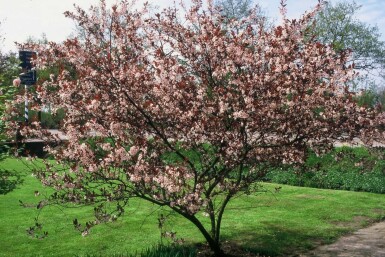 Zwerg-Blut-Pflaume Prunus cistena Strauch 30-40 Topf 2,5 ltr. (C2,5)