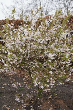 Geschlitzte Kirsche Prunus incisa 'Kojou No Mai' Strauch 30-40 Topf 2 ltr. (C2)
