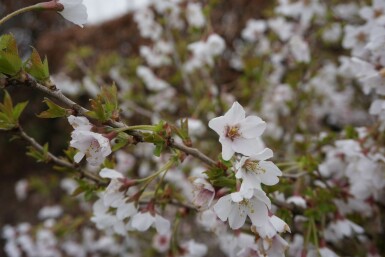 Geschlitzte Kirsche Prunus incisa 'Kojou No Mai' Strauch 30-40 Topf 2 ltr. (C2)