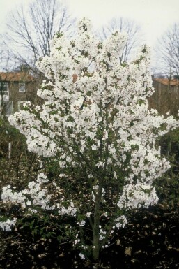 Kurilen-Kirsche Prunus nipponica 'Brillant' Strauch 30-40 Topf 3 ltr. (C3)