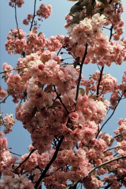 Japanische Nelken-Kirsche Prunus serrulata 'Kanzan' Strauch 100-125 Topf 12 ltr. (C12)