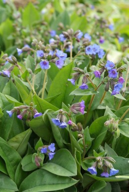 Schmalblättriges Garten-Lungenkraut Pulmonaria angustifolia 'Blue Ensign' 5-10 Topf 9x9 cm (P9) Pulmonaria angustifolia 'Blue Ensign'