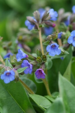 Schmalblättriges Garten-Lungenkraut Pulmonaria angustifolia 'Blue Ensign' 5-10 Topf 9x9 cm (P9)