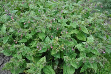 Geflecktes Lungenkraut Pulmonaria saccharata 'Mrs. Moon' 5-10 Topf 9x9 cm (P9)