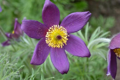 Kuhschelle Pulsatilla vulgaris 5-10 Topf 9x9 cm (P9)