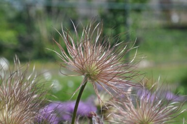 Kuhschelle Pulsatilla vulgaris 5-10 Topf 9x9 cm (P9)