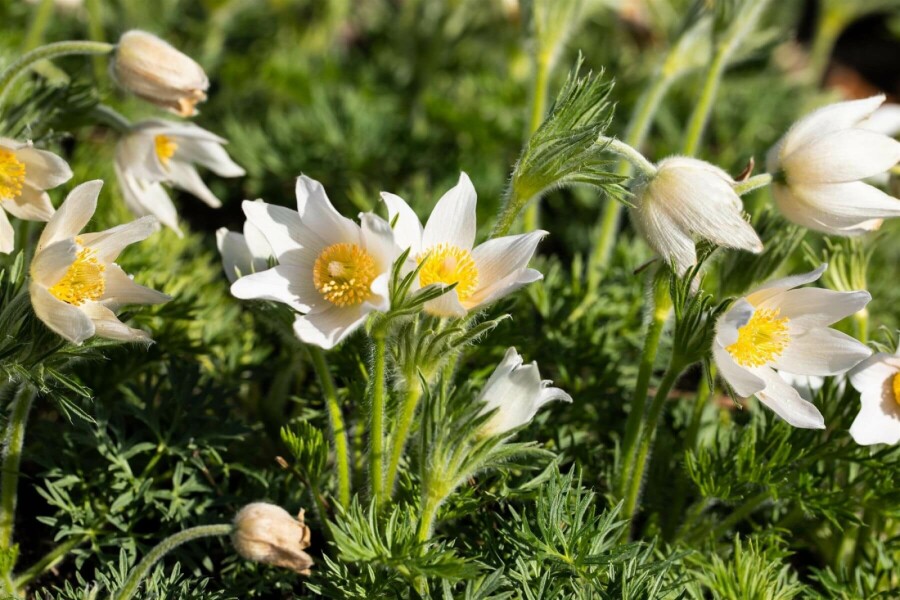 Kuhschelle Pulsatilla vulgaris 'Alba' 5-10 Topf 9x9 cm (P9) Pulsatilla vulgaris 'Alba'
