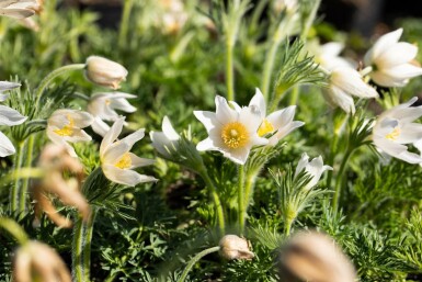 Kuhschelle Pulsatilla vulgaris 'Alba' 5-10 Topf 9x9 cm (P9)