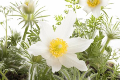 Kuhschelle Pulsatilla vulgaris 'Alba' 5-10 Topf 9x9 cm (P9) Pulsatilla vulgaris 'Alba'