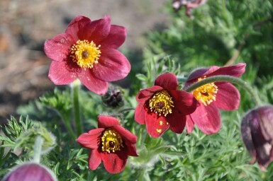 Kuhschelle Pulsatilla vulgaris 'Rubra' 5-10 Topf 9x9 cm (P9) Pulsatilla vulgaris 'Rubra'