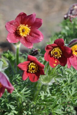 Kuhschelle Pulsatilla vulgaris 'Rubra' 5-10 Topf 9x9 cm (P9) Pulsatilla vulgaris 'Rubra'
