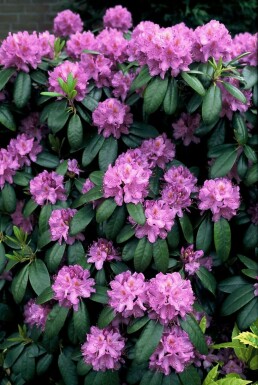 Catawba-Rhododendron Rhododendron 'Catawbiense grandiflorum' Strauch 60-80 Topf 12 ltr. (C12)