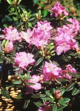 Zwergrhododendron Rhododendron 'Ramapo' Strauch 20-30 Topf 2 ltr. (C2)