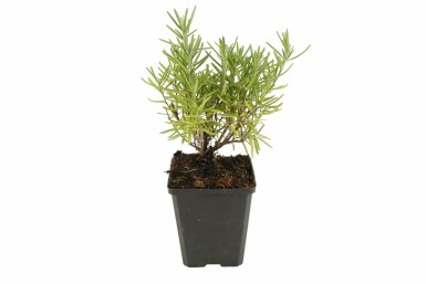 Rosmarin Rosmarinus officinalis 5-10 Topf 9x9 cm (P9) Rosmarinus officinalis