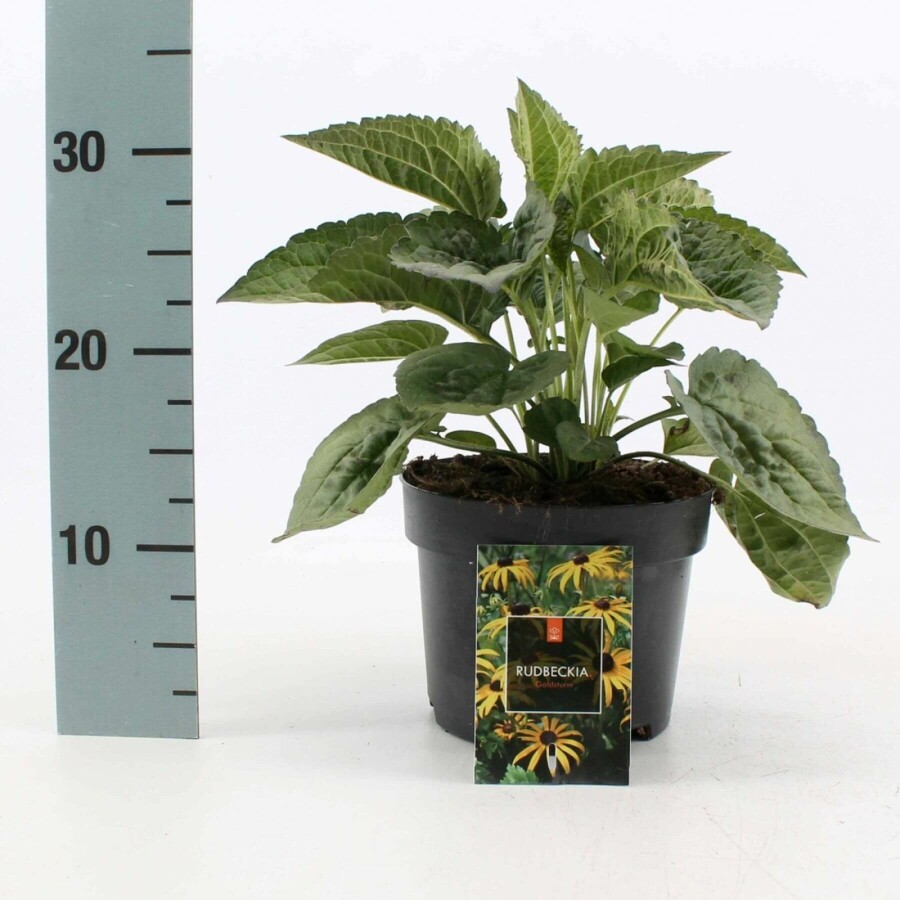 Sonnenhut Rudbeckia fulgida 'Goldsturm' 10-15 Topf 2 ltr. (C2) Rudbeckia fulgida 'Goldsturm'