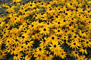 Sonnenhut Rudbeckia fulgida 'Goldsturm' 10-15 Topf 2 ltr. (C2) Rudbeckia fulgida 'Goldsturm'