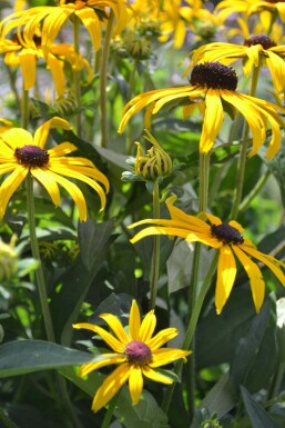 Sonnenhut Rudbeckia fulgida 'Goldsturm' 10-15 Topf 2 ltr. (C2) Rudbeckia fulgida 'Goldsturm'
