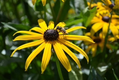 Sonnenhut Rudbeckia fulgida 'Goldsturm' 10-15 Topf 2 ltr. (C2) Rudbeckia fulgida 'Goldsturm'