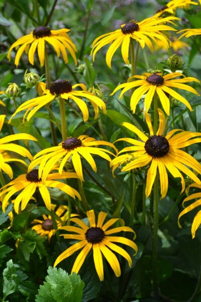 Sonnenhut Rudbeckia fulgida 'Goldsturm' 5-10 Topf 9x9 cm (P9) Rudbeckia fulgida 'Goldsturm'