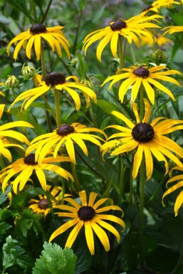 Sonnenhut Rudbeckia fulgida 'Goldsturm' 5-10 Topf 9x9 cm (P9) Rudbeckia fulgida 'Goldsturm'