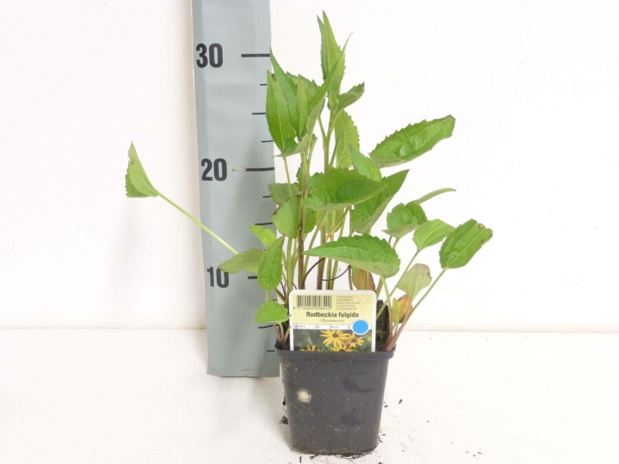 Sonnenhut Rudbeckia fulgida 'Goldsturm' 5-10 Topf 9x9 cm (P9) Rudbeckia fulgida 'Goldsturm'