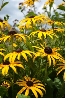 Sonnenhut Rudbeckia fulgida 'Goldsturm' 5-10 Topf 9x9 cm (P9) Rudbeckia fulgida 'Goldsturm'