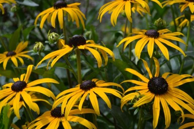 Sonnenhut Rudbeckia fulgida 'Goldsturm' 5-10 Topf 9x9 cm (P9) Rudbeckia fulgida 'Goldsturm'