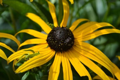 Sonnenhut Rudbeckia fulgida 'Goldsturm' 5-10 Topf 9x9 cm (P9)