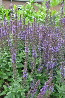 Blüten-Salbei Salvia nemorosa 'Blaukonigin' 5-10 Topf 9x9 cm (P9) Salvia nemorosa 'Blaukonigin'
