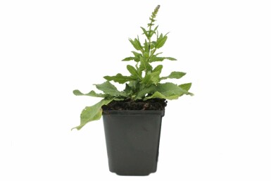 Blüten-Salbei Salvia nemorosa 'Blaukonigin' 5-10 Topf 9x9 cm (P9) Salvia nemorosa 'Blaukonigin'