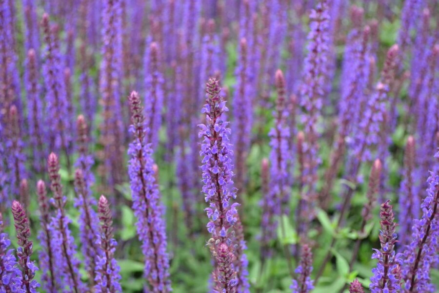 Steppen Salbei Salvia nemorosa 'Caradonna' 5-10 Topf 9x9 cm (P9) Salvia nemorosa 'Caradonna'