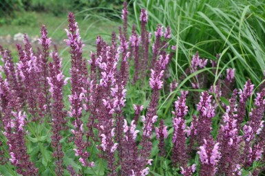 Garten-Salbei Salvia nemorosa 'Rose Queen' 5-10 Topf 9x9 cm (P9)