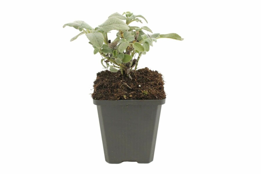 Garten-Salbei Salvia officinalis 'Berggarten' 5-10 Topf 9x9 cm (P9) Salvia officinalis 'Berggarten'