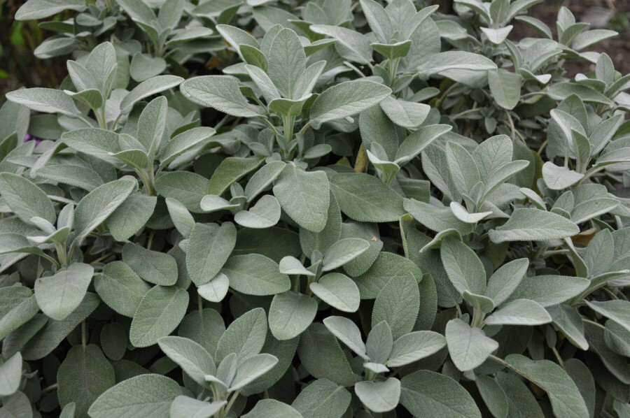 Garten-Salbei Salvia officinalis 'Berggarten' 5-10 Topf 9x9 cm (P9) Salvia officinalis 'Berggarten'