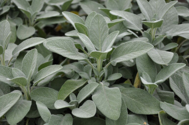 Garten-Salbei Salvia officinalis 'Berggarten' 5-10 Topf 9x9 cm (P9) Salvia officinalis 'Berggarten'