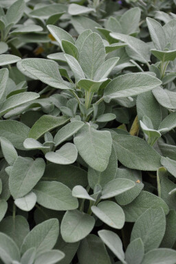 Garten-Salbei Salvia officinalis 'Berggarten' 5-10 Topf 9x9 cm (P9) Salvia officinalis 'Berggarten'