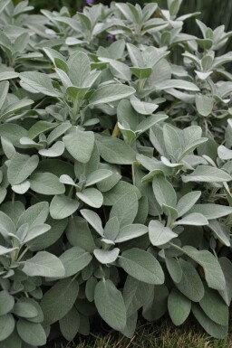 Garten-Salbei Salvia officinalis 'Berggarten' 5-10 Topf 9x9 cm (P9) Salvia officinalis 'Berggarten'