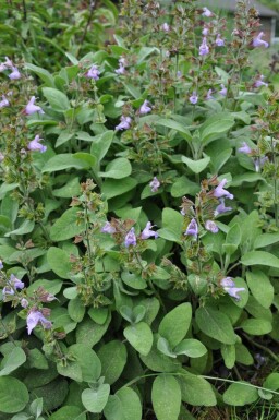 Garten-Salbei Salvia officinalis 'Berggarten' 5-10 Topf 9x9 cm (P9) Salvia officinalis 'Berggarten'