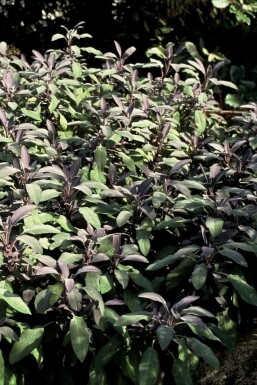 Garten-Salbei Salvia officinalis 'Purpurascens' 5-10 Topf 9x9 cm (P9) Salvia officinalis 'Purpurascens'