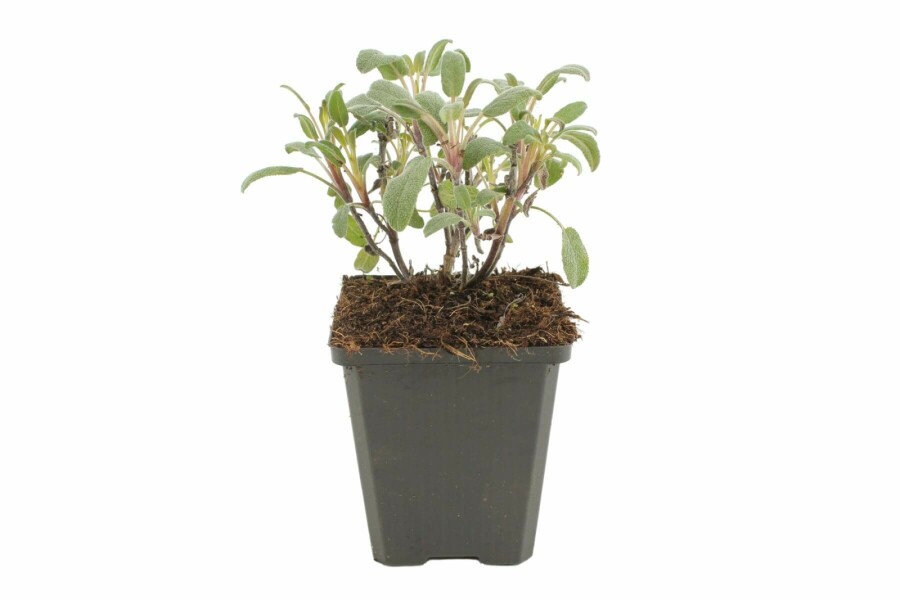 Garten-Salbei Salvia officinalis 'Purpurascens' 5-10 Topf 9x9 cm (P9) Salvia officinalis 'Purpurascens'