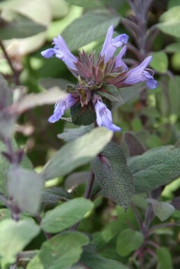 Garten-Salbei Salvia officinalis 'Purpurascens' 5-10 Topf 9x9 cm (P9)