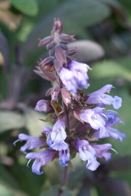 Garten-Salbei Salvia officinalis 'Purpurascens' 5-10 Topf 9x9 cm (P9)