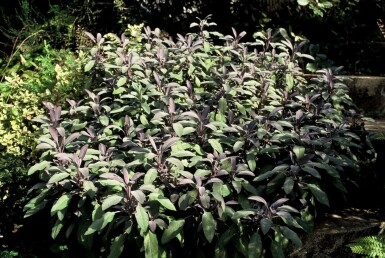 Garten-Salbei Salvia officinalis 'Purpurascens' 5-10 Topf 9x9 cm (P9)